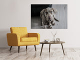 Leinwandbild Der Weimaraner - SoiréeArts