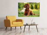 Leinwandbild Aufmerksamer Irish Setter - SoiréeArts