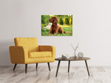 Leinwandbild Aufmerksamer Irish Setter - SoiréeArts