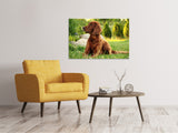 Leinwandbild Aufmerksamer Irish Setter - SoiréeArts