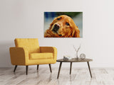 Leinwandbild Treuer Irish Setter - SoiréeArts