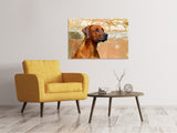 Leinwandbild Wachsamer Rhodesian Ridgeback - SoiréeArts