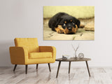 Leinwandbild Süsse Rottweiler Welpe - SoiréeArts