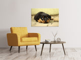 Leinwandbild Süsse Rottweiler Welpe - SoiréeArts