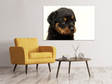 Leinwandbild Rottweiler Welpe zum Verlieben - SoiréeArts