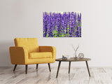 Leinwandbild XL Lavendel - SoiréeArts