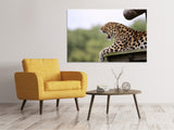 Leinwandbild Müder Leopard - SoiréeArts