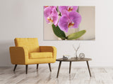 Leinwandbild Orchideen mit lila Blüten in XL - SoiréeArts