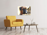 Leinwandbild Der Boxer Blick - SoiréeArts