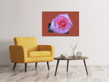 Leinwandbild Rose in pink XXL - SoiréeArts