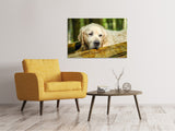 Leinwandbild Golden Retriever in der Natur - SoiréeArts