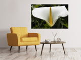 Leinwandbild Makro Calla in weiss - SoiréeArts