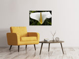 Leinwandbild Makro Calla in weiss - SoiréeArts