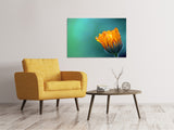 Leinwandbild Ringelblume im Morgentau - SoiréeArts