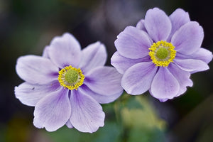 Fototapete 2 Blümchen