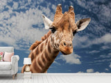 Fototapete Achtung Giraffe! - SoiréeArts