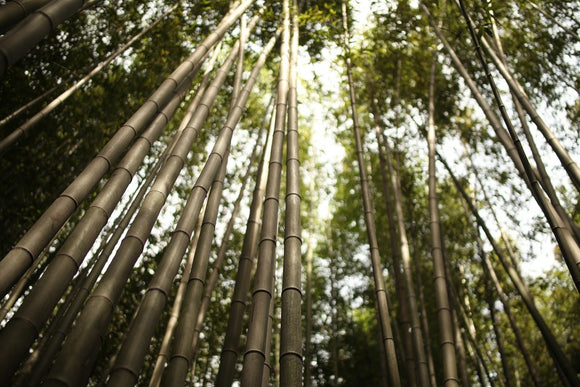 Fototapete Arashiyama Japan