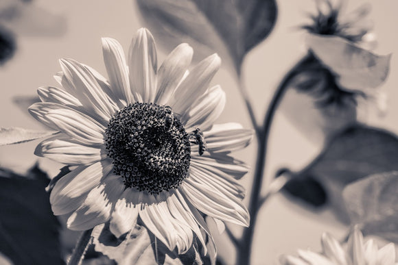 Fototapete Bienen auf der Sonnenblume sw