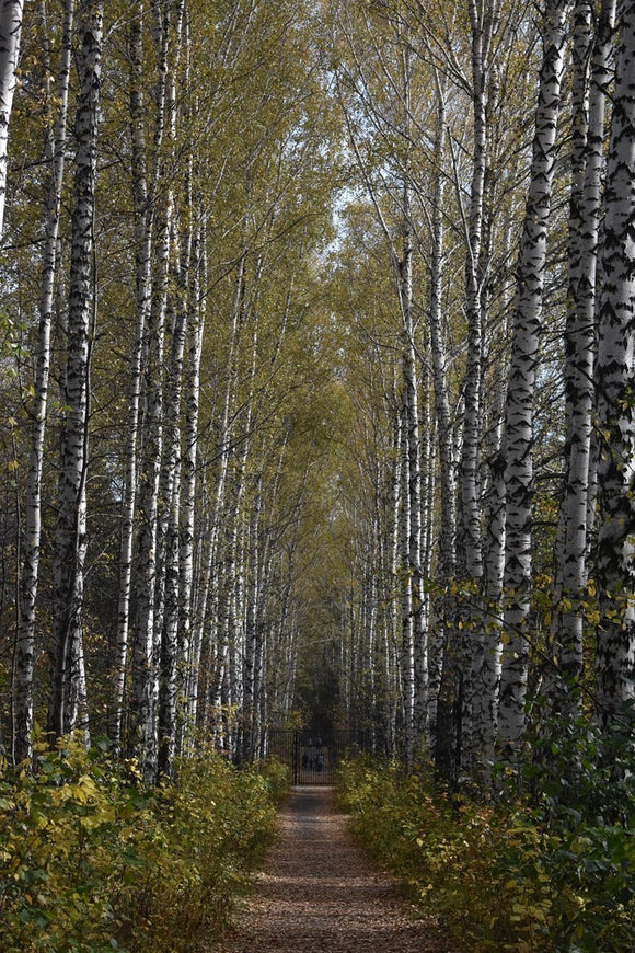 Fototapete Birken Allee