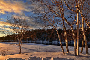 Fototapete Birken im Winter