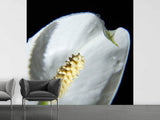 Fototapete Calla Close up in weiss - SoiréeArts