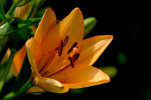 Fototapete Close up Lilie in orange