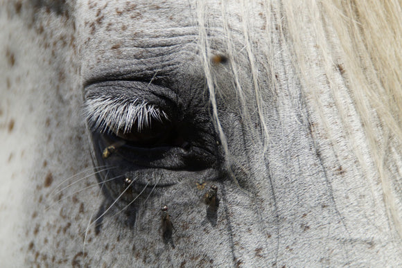 Fototapete Das Auge des Pferdes