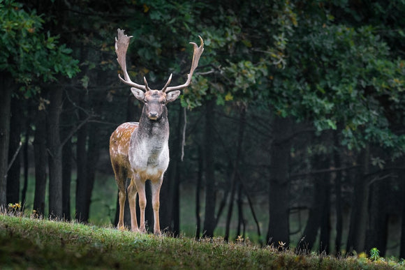 Fototapete Der Damhirsch 2