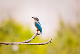 Fototapete Der Eisvogel