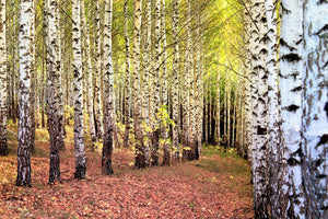 Fototapete der Weg zwischen Birken