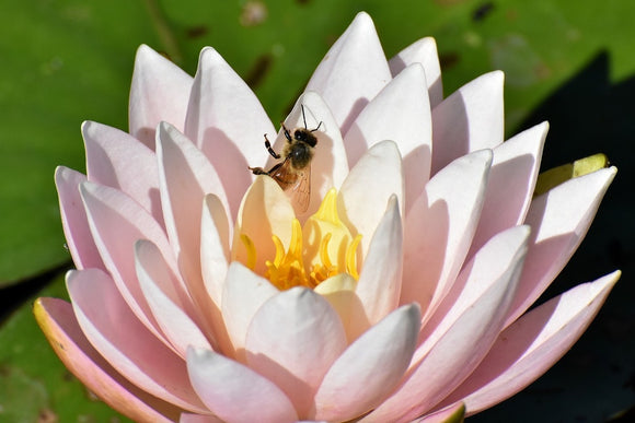 Fototapete Die Biene auf der Seerose