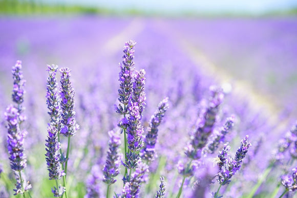 Fototapete Die Lavendelblüte