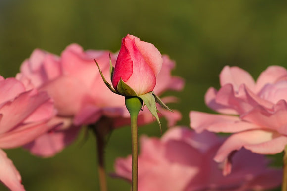 Fototapete Die Rosenknospe