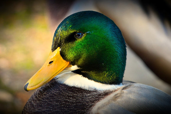 Fototapete Die Stockente