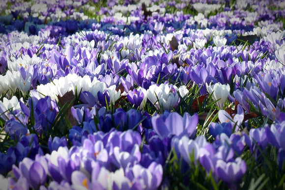 Fototapete Ein Feld voll Krokusse