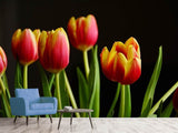 Fototapete Farbenfrohe Tulpen - SoiréeArts