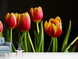 Fototapete Farbenfrohe Tulpen - SoiréeArts