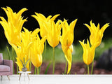 Fototapete Gelbe Tulpen in der Natur - SoiréeArts