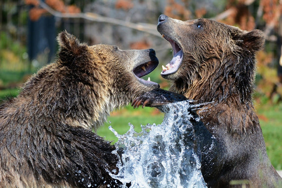 Fototapete Grizzly Kampf