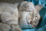 Fototapete Katzen Mama mit Baby