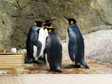 Fototapete König Pinguine - SoiréeArts