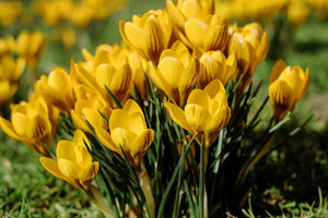 Fototapete Krokusse im Frühling 