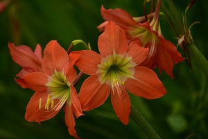 Fototapete Lilien in orange