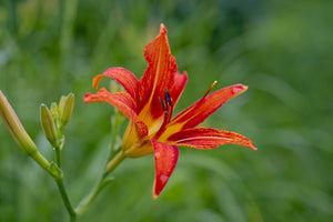 Fototapete Lilienblüte in der Natur