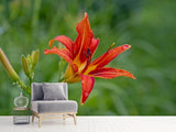 Fototapete Lilienblüte in der Natur - SoiréeArts