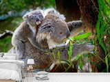 Fototapete Mama und Baby Koala - SoiréeArts