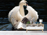 Fototapete Mama und Baby Schwan - SoiréeArts