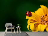 Fototapete Marienkäfer auf der Sonnenblume - SoiréeArts