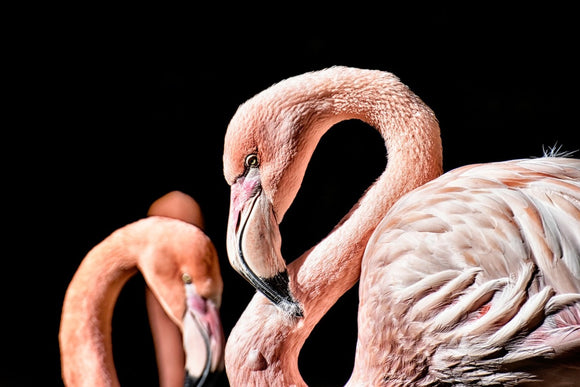 Fototapete Prächtige Flamingos