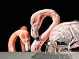 Fototapete Prächtige Flamingos - SoiréeArts